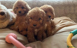 Cockapoo dogs for sale: F1 cockapoo puppies- Health test clear  - Image 7