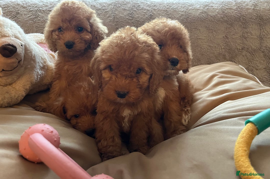 Cockapoo dogs for sale: F1 cockapoo puppies- Health test clear  - Image 7