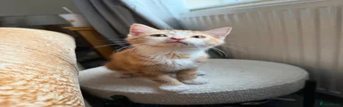 Fluffy Ginger 