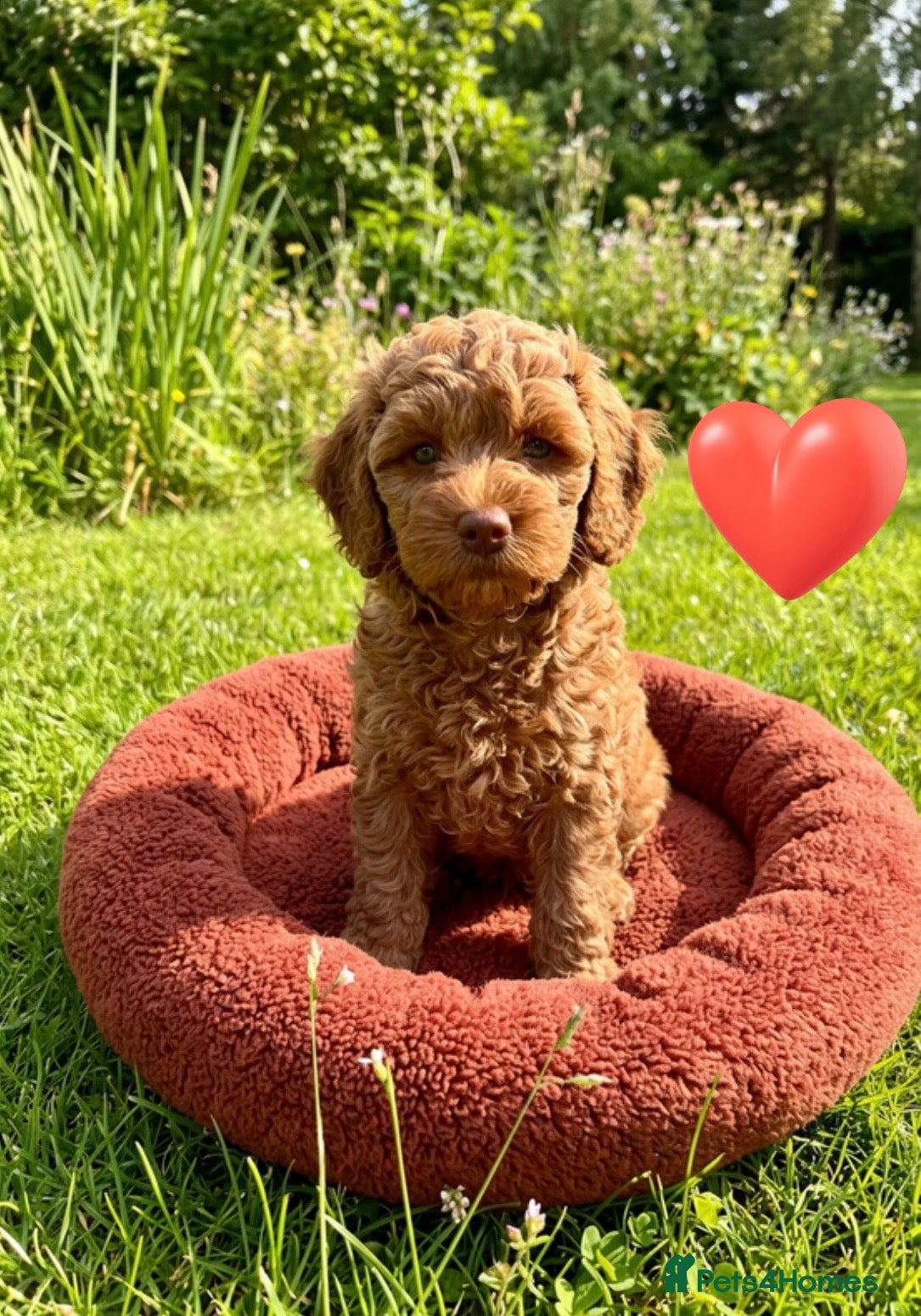 Australian Labradoodle dogs Last minute cancellation💙♥️Australian labradoodle - Advert 6