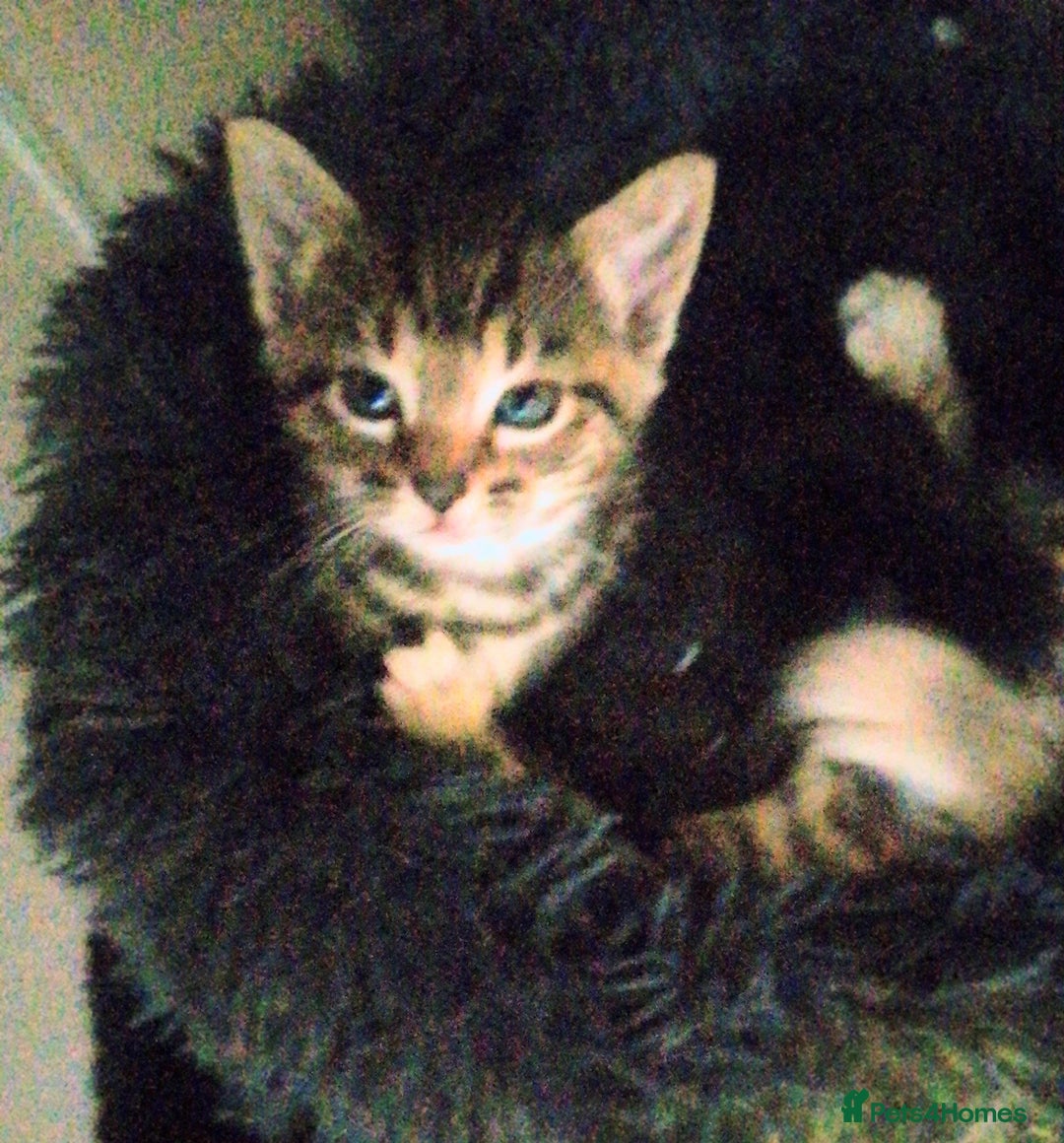 Bengal cats for sale: Mixed bengal litter  - Advert 10