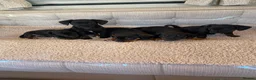 Dachshund dogs for sale: My 5 beautiful Dashound puppies - Advert 3
