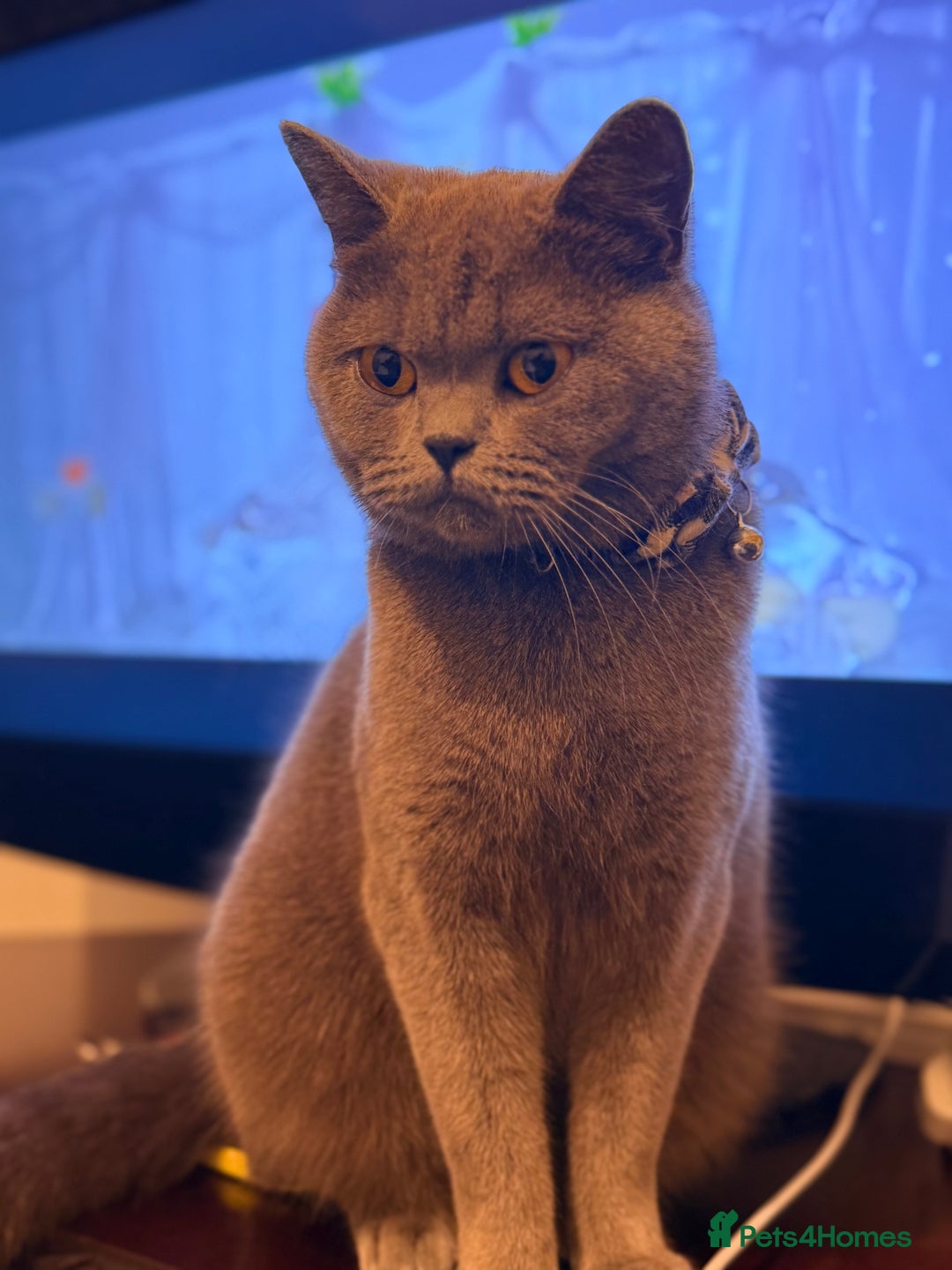 British Shorthair cats for sale: Beautiful Blue British Shorthair Queen  - Image 4