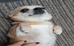 Mixed Breed dogs for sale: 9 year old chihuahua cross for sale - Image 2