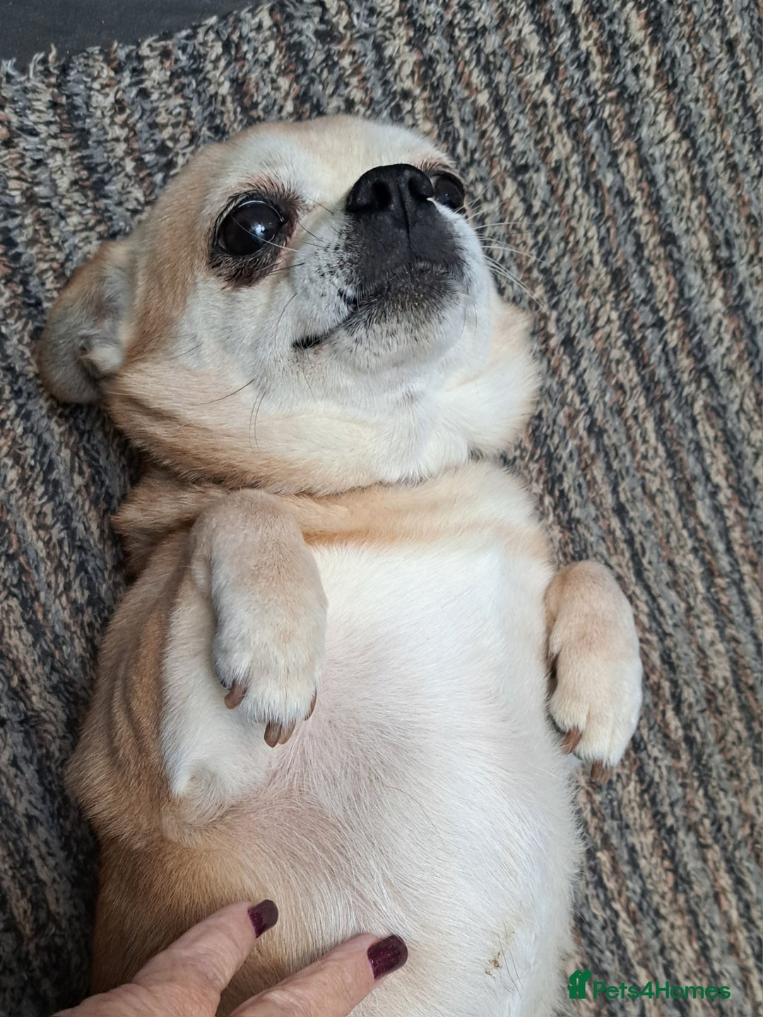 Mixed Breed dogs for sale: 9 year old chihuahua cross for sale - Image 2