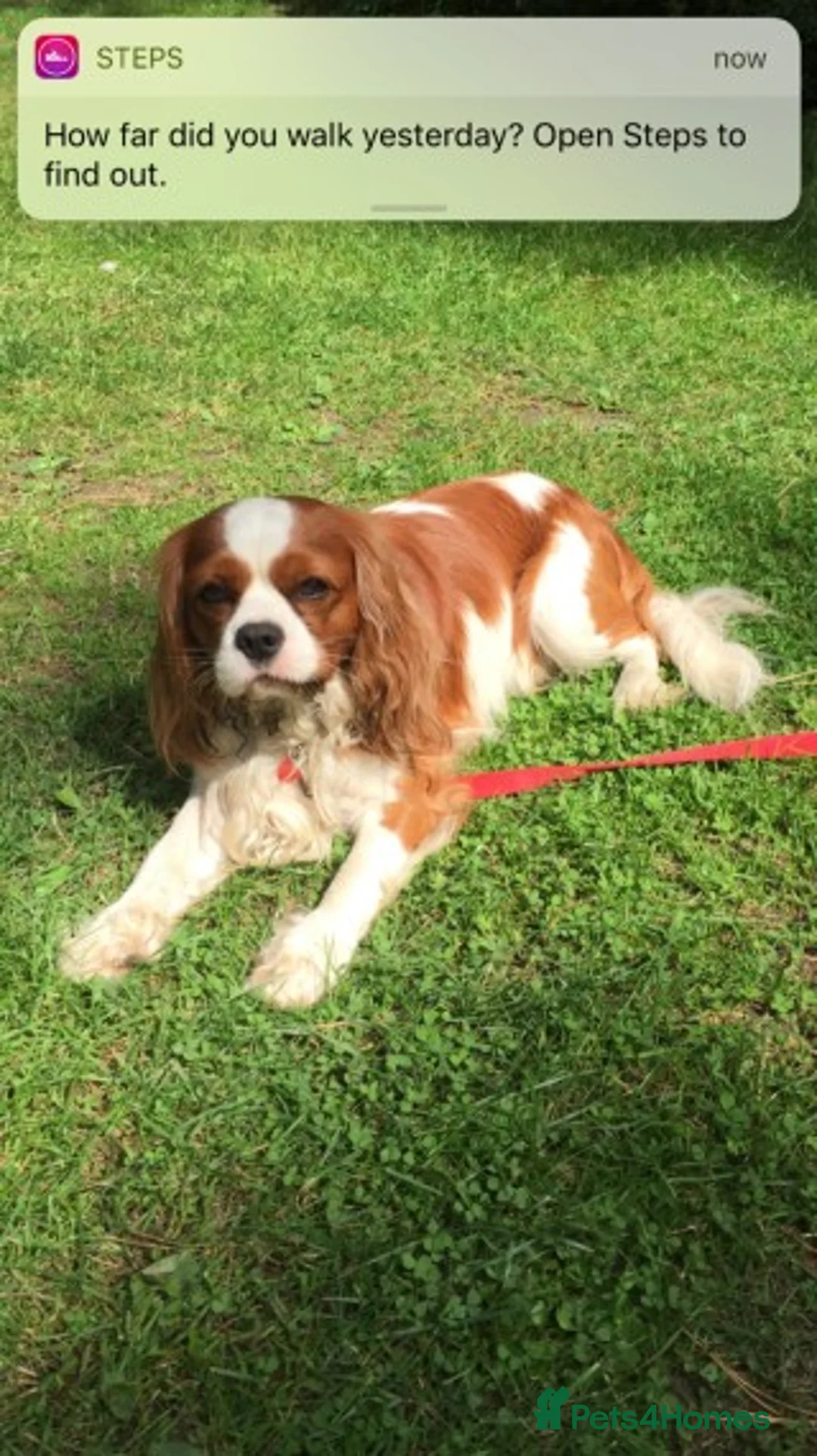 Cavalier King Charles Spaniel dogs for stud: Extensively Health Tested Cavalier King Charles Sp in Mansfield - Advert 3