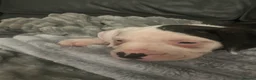 American Bulldog dogs for sale: ❤️AMERICAN BULLDOG PUPPIES   1 GIRL LEFT ❤️🐾 - Advert 20