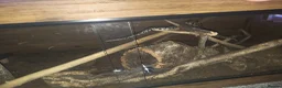 Python Snake reptiles for sale: Selling 2 ball pythons - Advert 5
