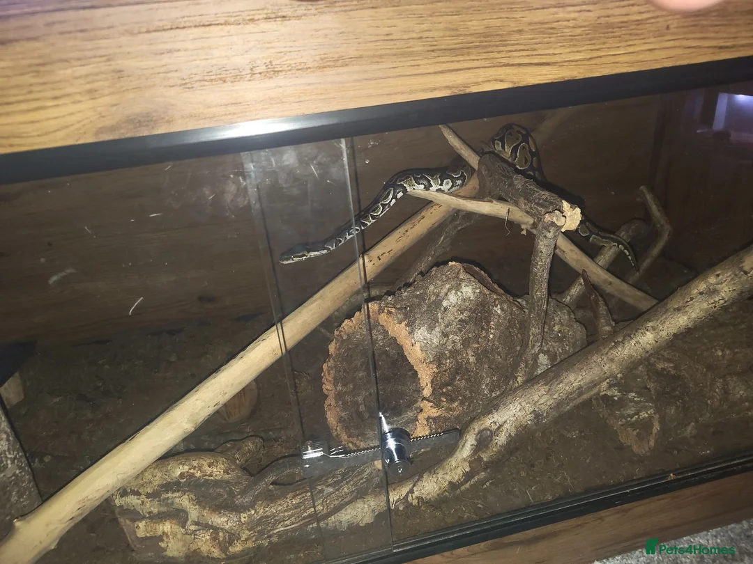 Python Snake reptiles for sale: Selling 2 ball pythons - Advert 5