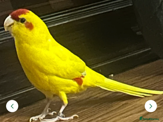 Parrots birds Parrot - Advert 4