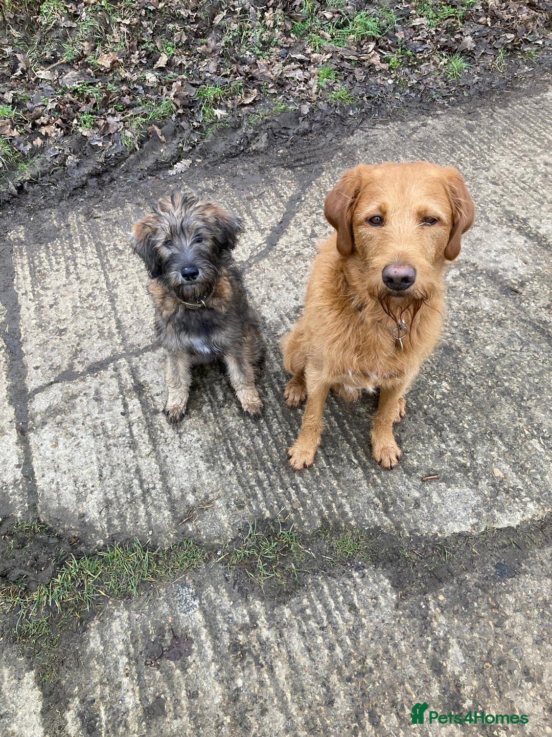 Labradoodle dogs for stud: Beautiful Labradoodle for stud  - Image 7