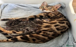 Bengal cats for sale: Beautiful Bengal Kittens Ready for Forever Homes - Image 39