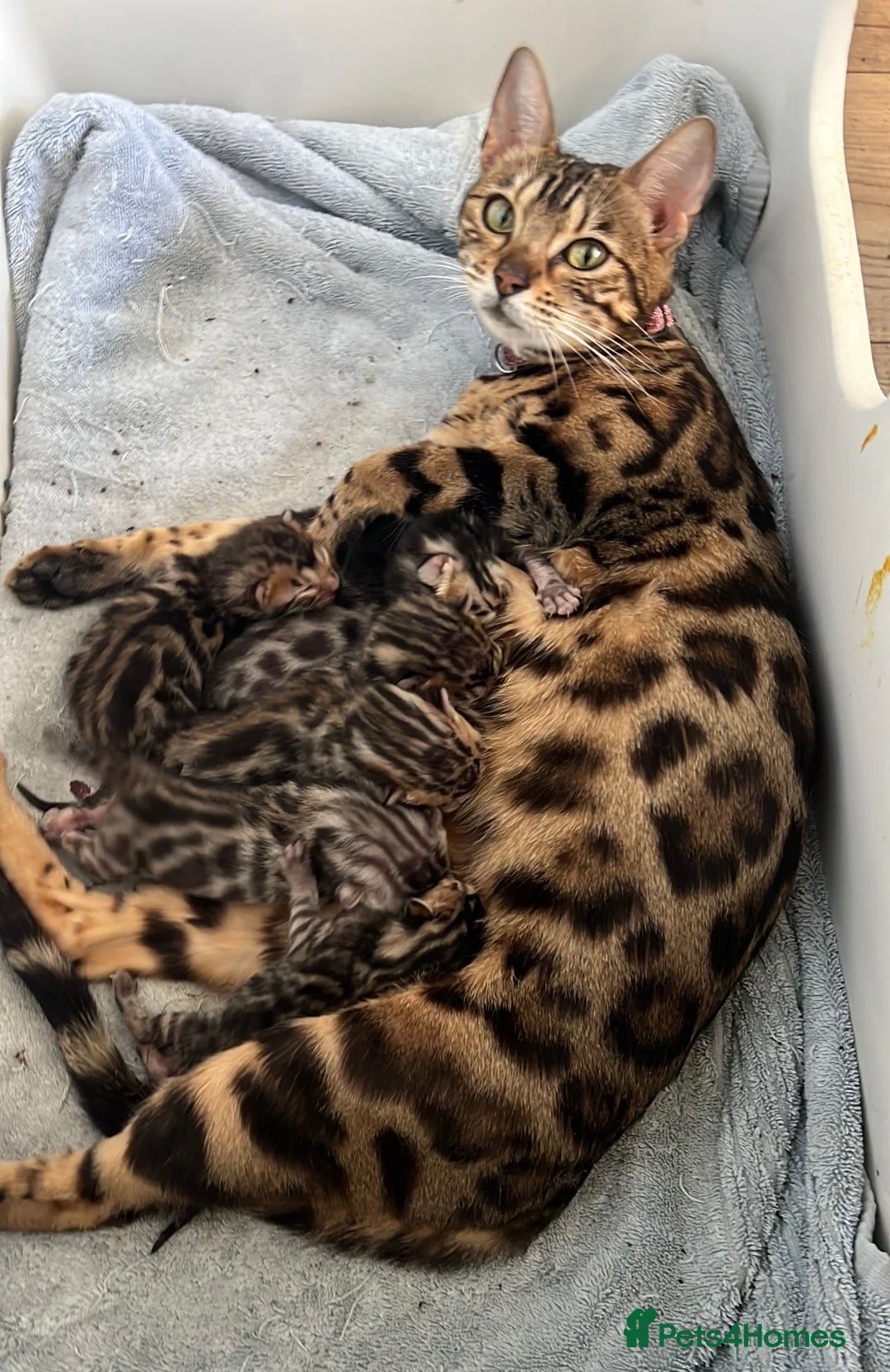 Bengal cats for sale: Beautiful Bengal Kittens Ready for Forever Homes - Image 39