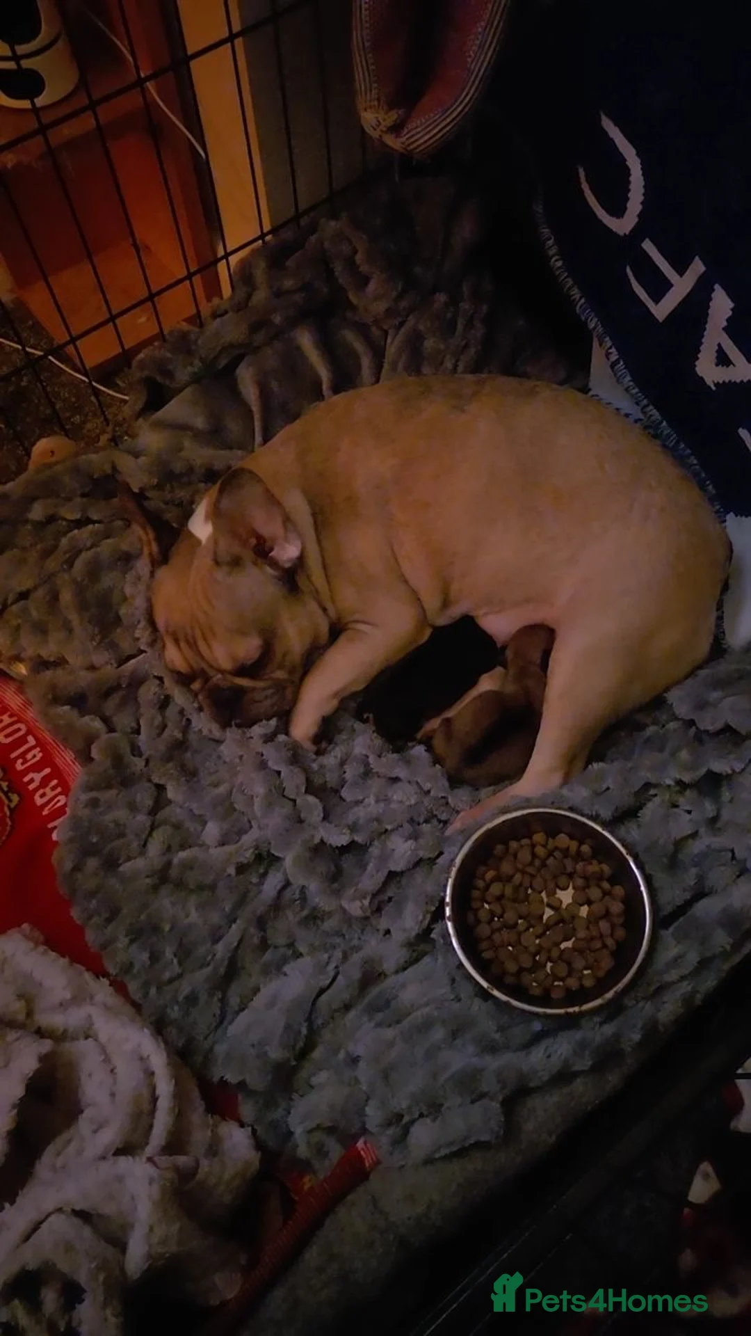 French Bulldog dogs for sale: French bulldog chihuahua puppies for sale - Advert 13