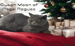British Shorthair cats for sale: RARE OPPORTUNITY blue GCCF ACTIVE female stunning  - Image 4