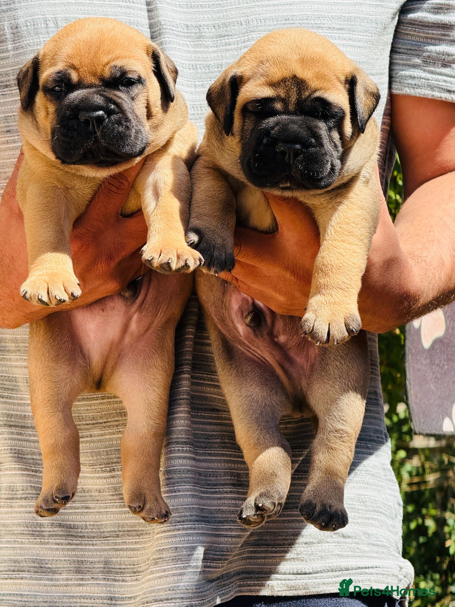 Bullmastiff dogs  Bullmastiff puppies available for loving homes - Advert 5
