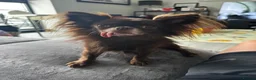 Chihuahua dogs for sale: 6yr male KC reg chihuahua  in York - Advert 4