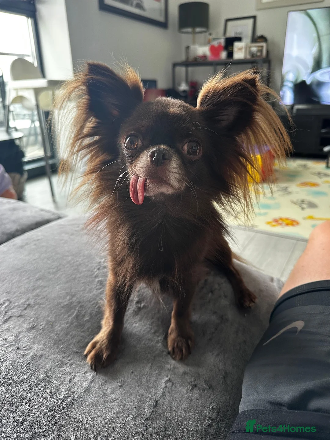 Chihuahua dogs for sale: 6yr male KC reg chihuahua  in York - Advert 4