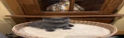 British Shorthair cats for sale: British Short Hair Kittens in Camberley - Advert 2