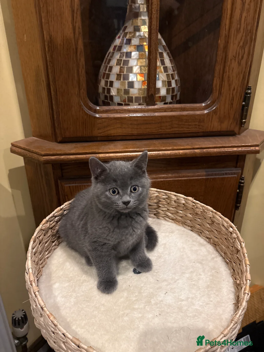 British Shorthair cats for sale: British Short Hair Kittens in Camberley - Advert 2