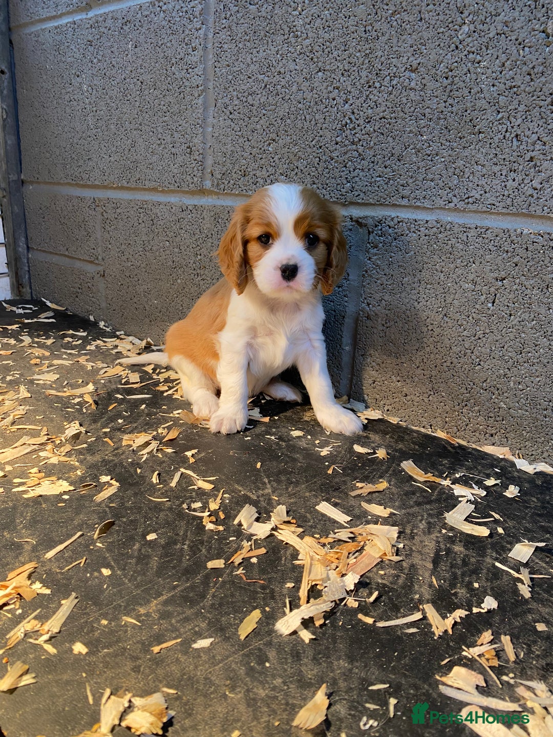 Cavalier King Charles Spaniel dogs for sale: 🐶🐶 Beautiful Cavalier King Charles Spaniel pupps - Advert 17