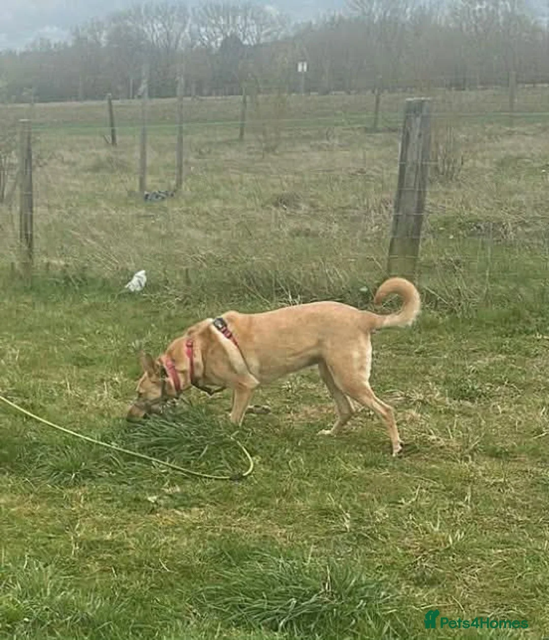Mixed Breed dogs for adoption: Ella stunning lady  in Bedford - Advert 2