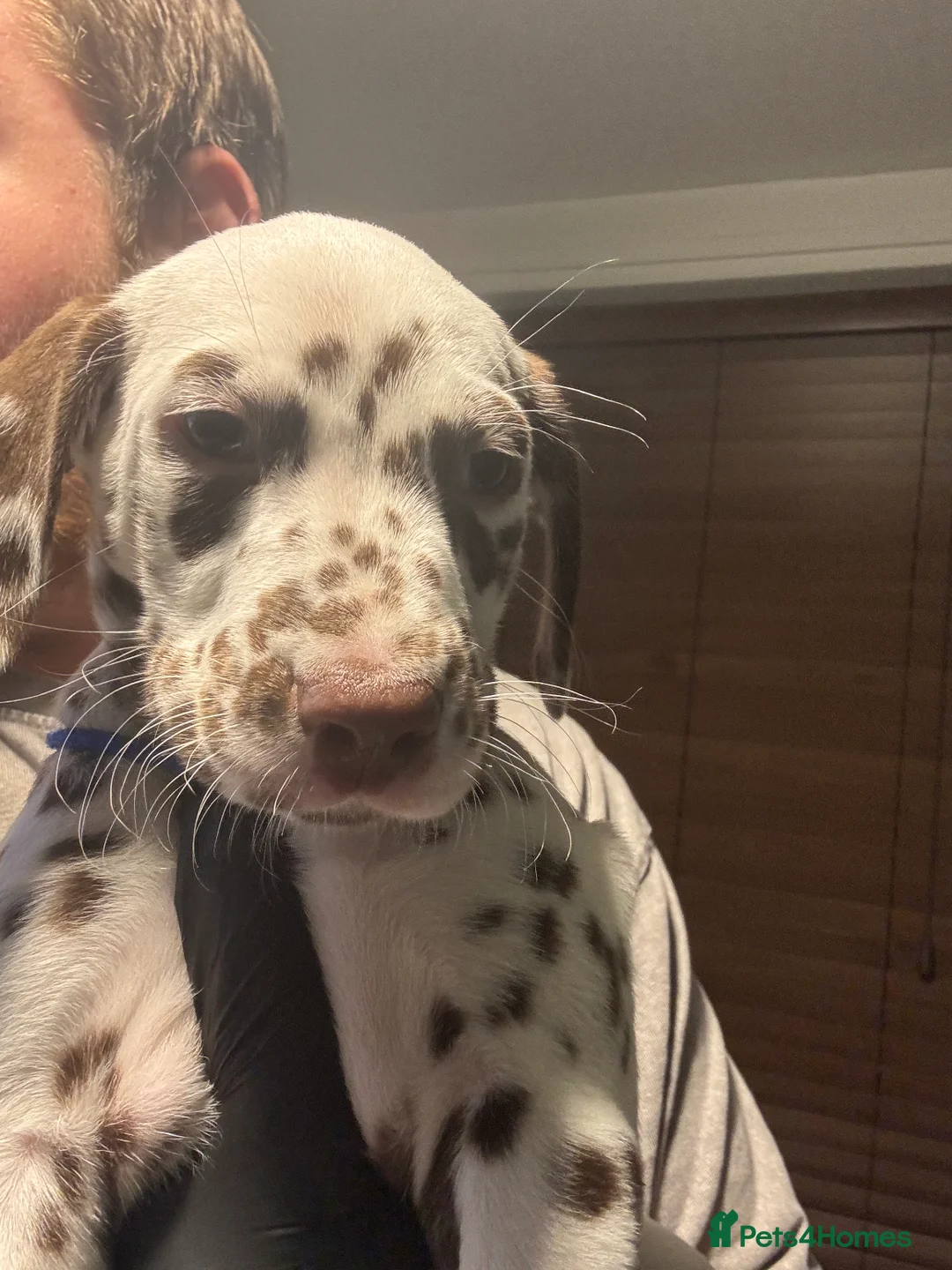 Dalmatian dogs for sale: 1 Boy Left!!! (KC Registered dalmatian pups)!!) - Advert 23