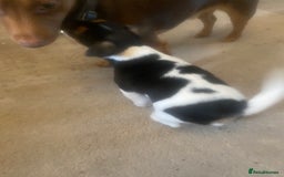 Jack Russell dogs for sale: Jack Russell litter of 7 - Advert 22