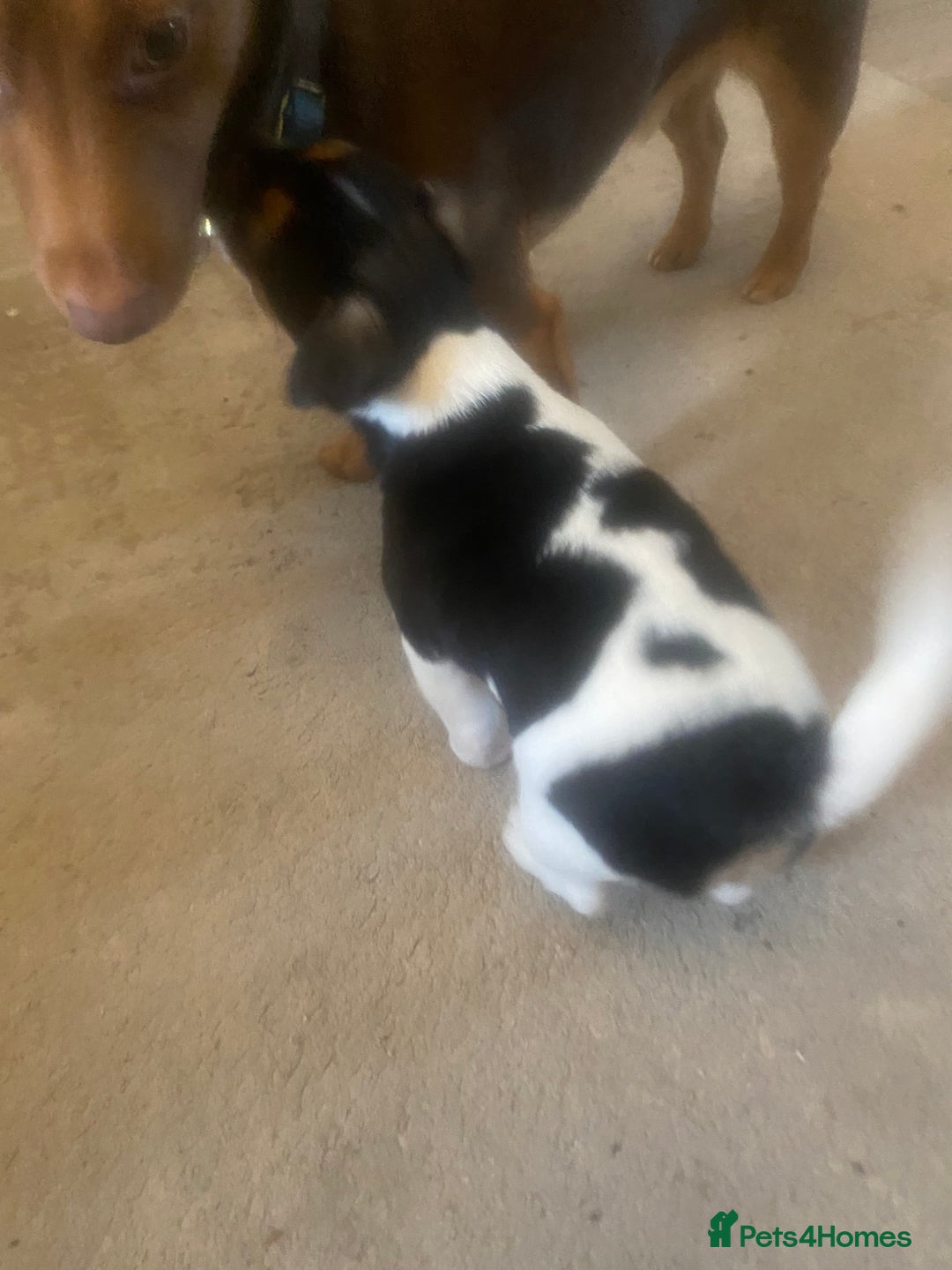 Jack Russell dogs for sale: Jack Russell litter of 7 - Advert 22