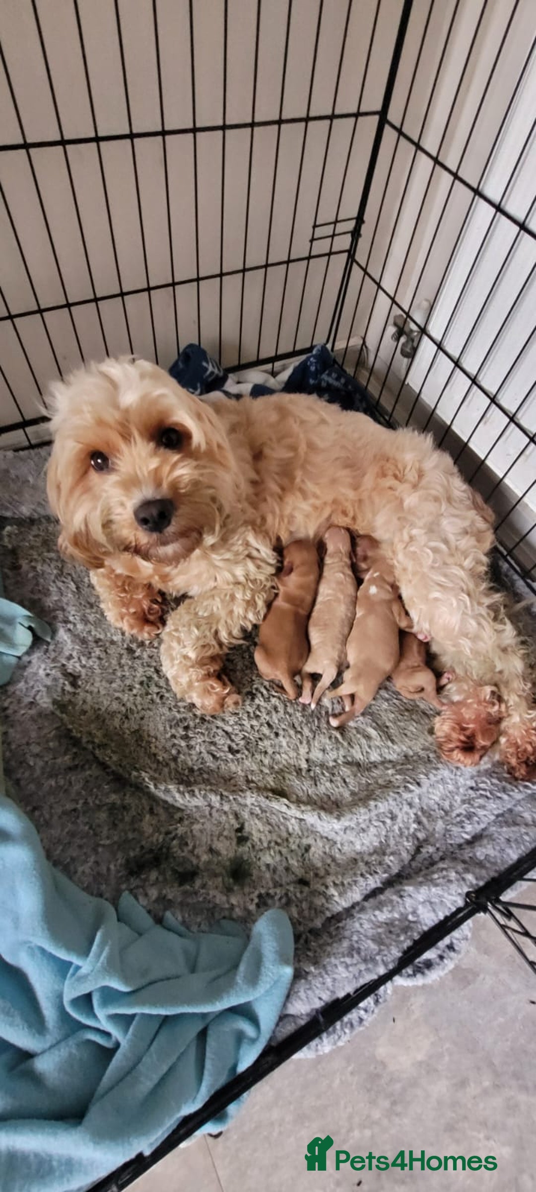 Cockapoo dogs for sale: Beautiful Cockapoo puppies  - Image 1