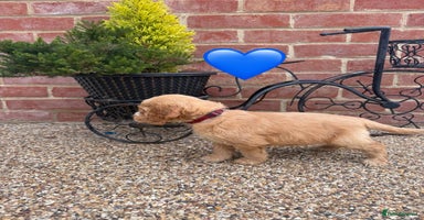 Cockapoo dogs - Advert 14