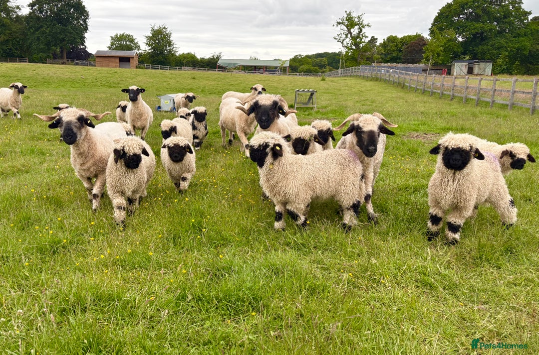 Sheep livestock for sale: Stunning pedigree Valais Blacknose Lambs - Image 4