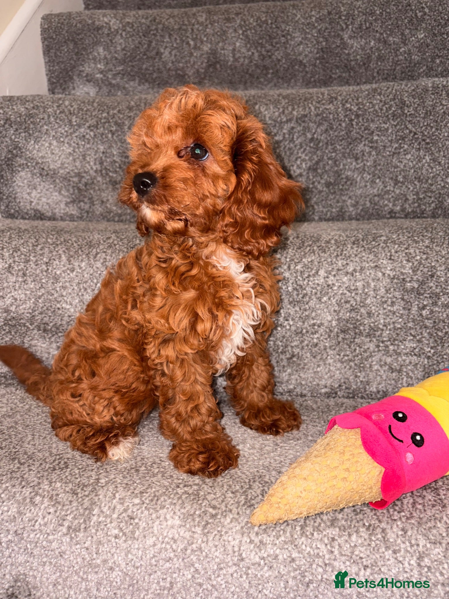 Cavapoo dogs 5⭐️Health Cleared Deep red Toy Cavapoo puppy’s  - Advert 9