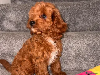 Cavapoo dogs 5⭐️Health Cleared Deep red Toy Cavapoo puppy’s - Advert 9