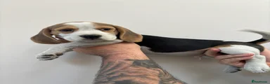Beagle 2