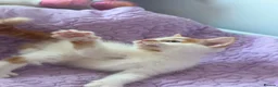 Mixed Breed cats for sale: Three adorable kittens  in Girvan - Advert 8