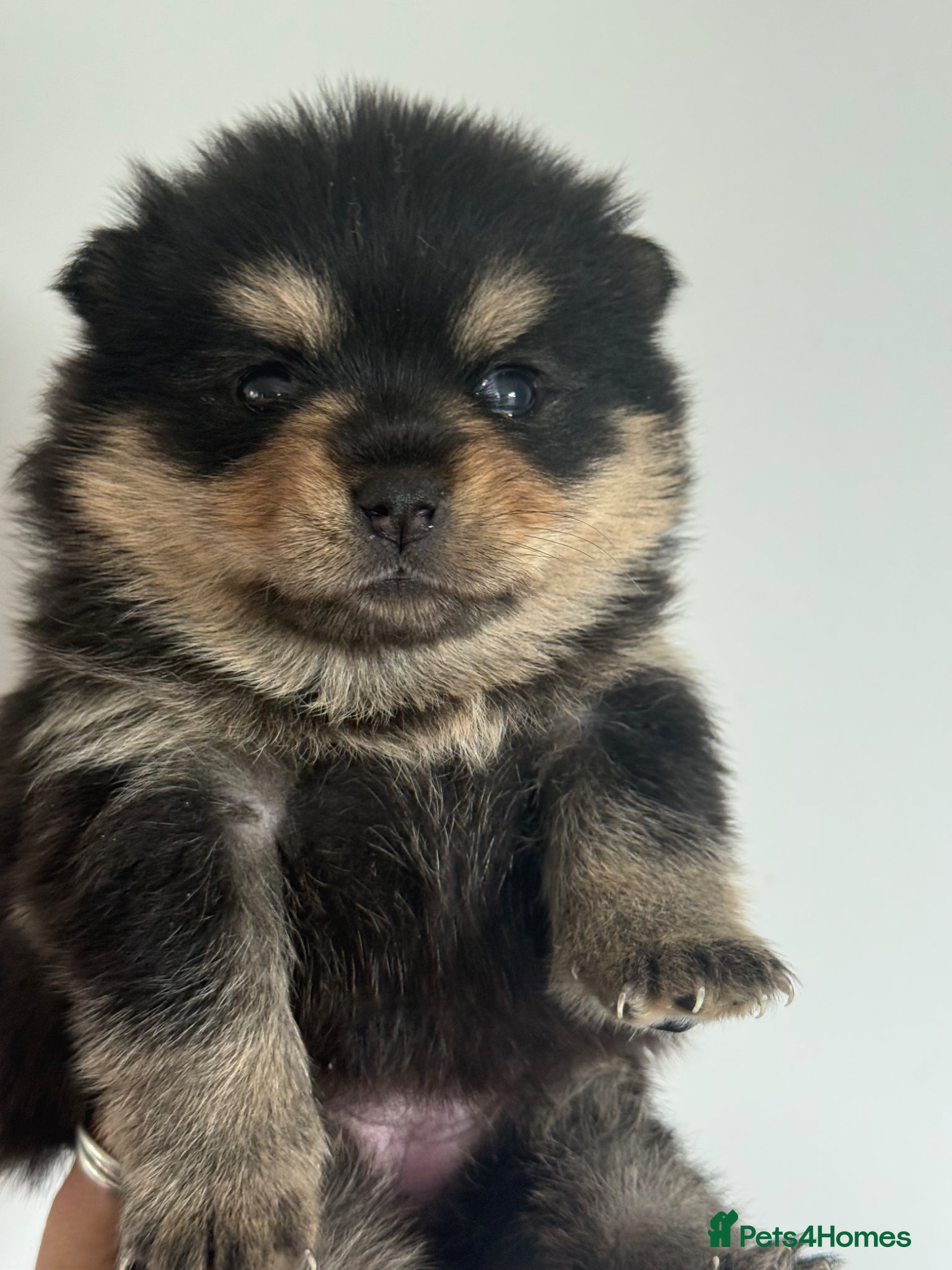 Pomsky dogs Stunning F1B Pomsky Girls - Advert 2
