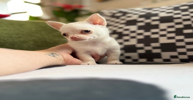 Chihuahua dogs - Advert 7