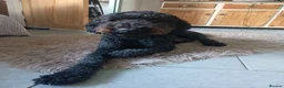 Mixed Breed dogs for sale: Beautiful Poodle Puppies 🩷 - Advert 2