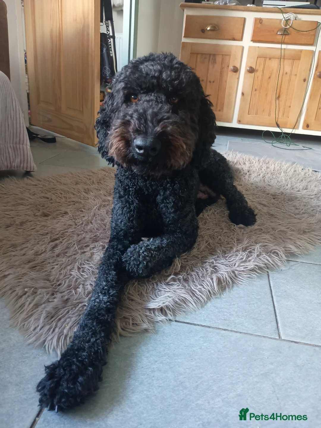 Mixed Breed dogs for sale: Beautiful Poodle Puppies 🩷 - Advert 2