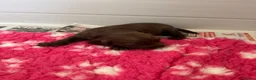 Cocker Spaniel dogs for sale: Cocker Spaniel Puppies For Sale in Bridgend - Advert 13