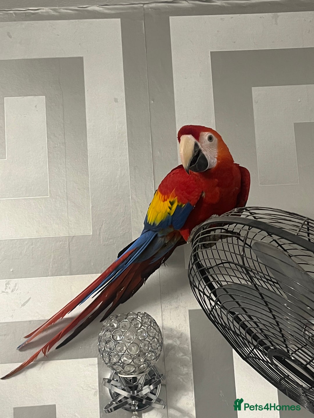 Macaws birds for sale: TALKING BABY MALE SCARLET MACAW WITH FULL PAPERS - Advert 5