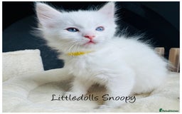 Ragdoll cats for sale: Champion line Ragdoll kittens GCCF registered - Image 9