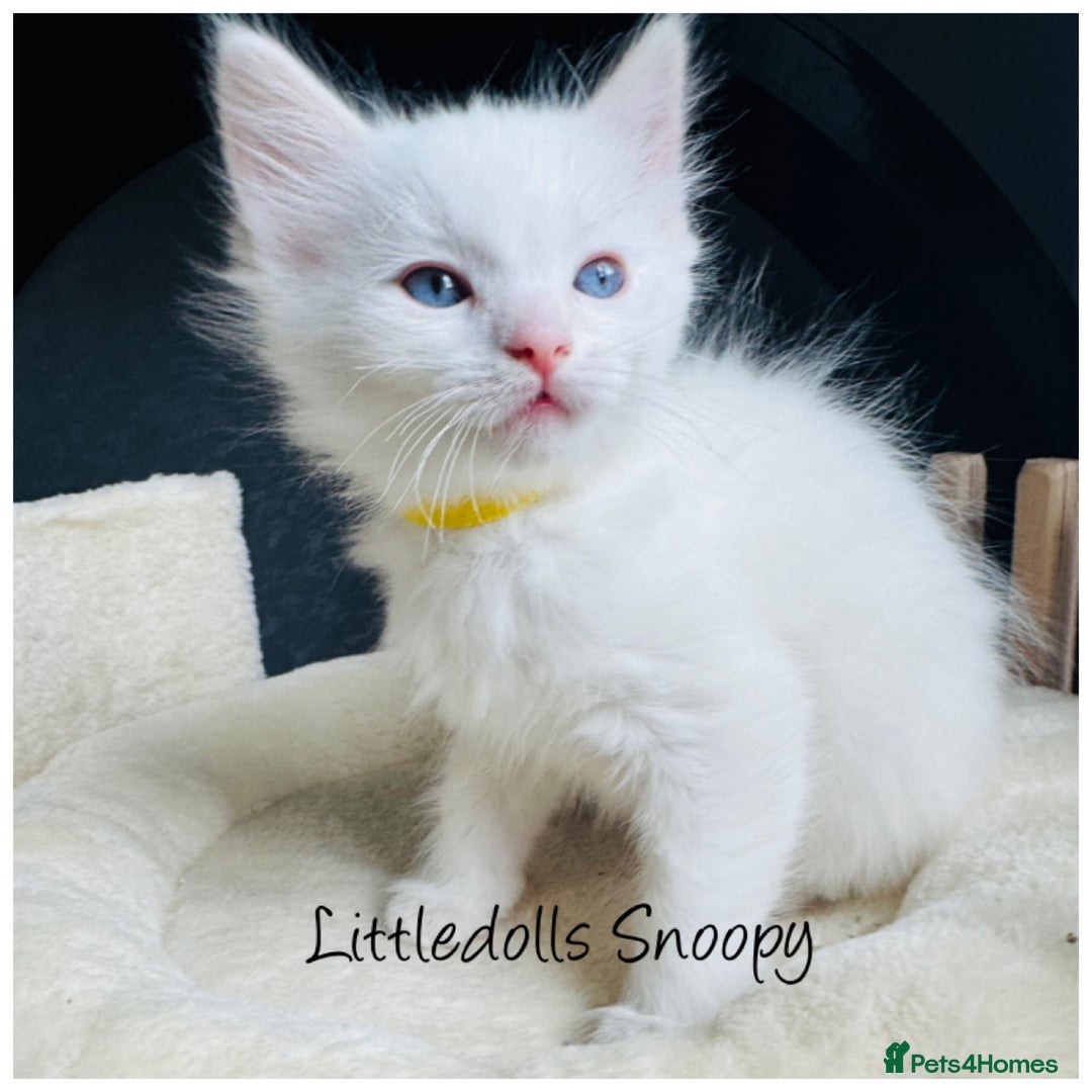 Ragdoll cats for sale: Champion line Ragdoll kittens GCCF registered - Image 9