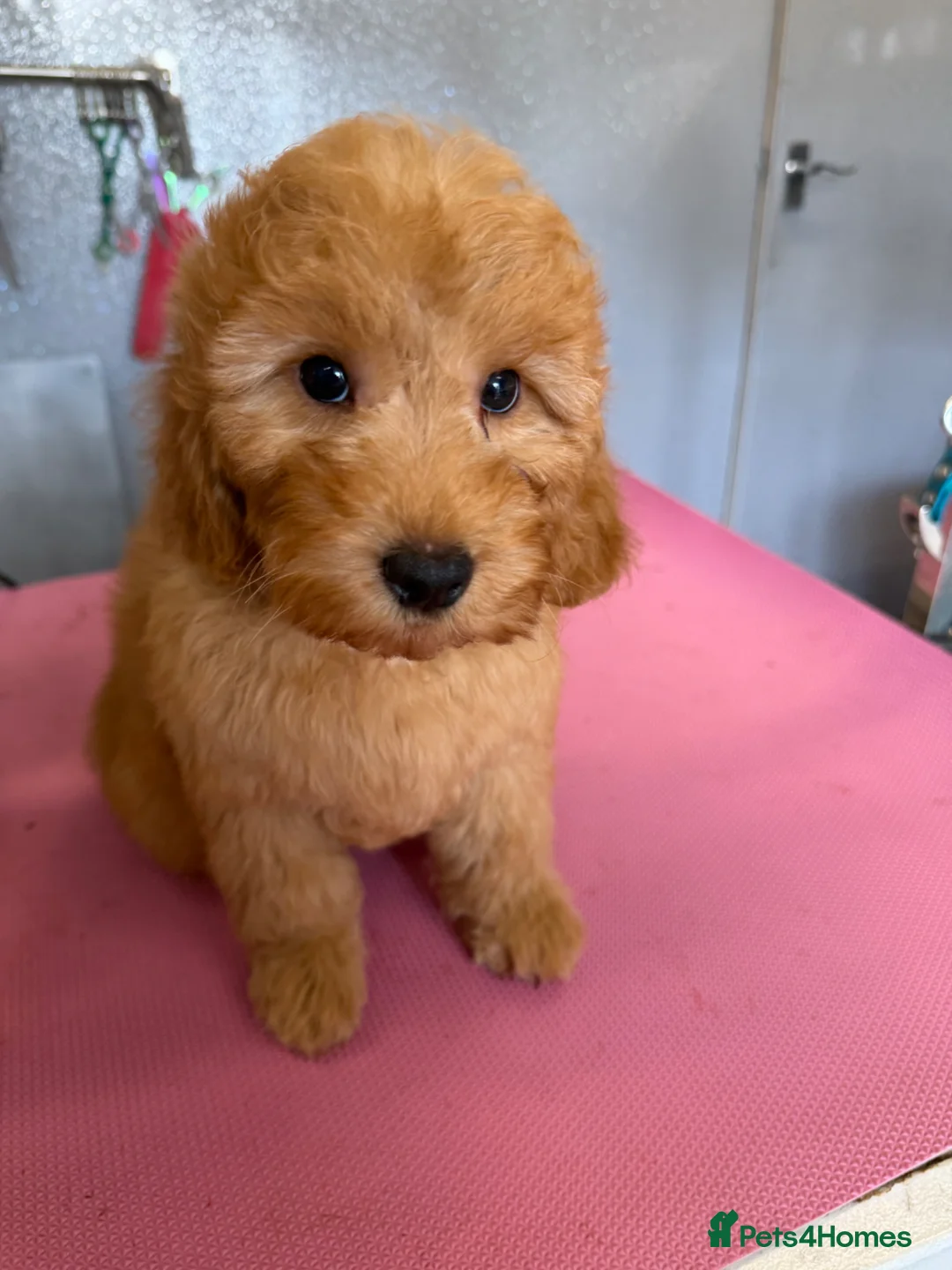 Cockapoo dogs for sale: 2 lovely Boys, F1b Cockapoos, DNA tested parents  - Advert 2