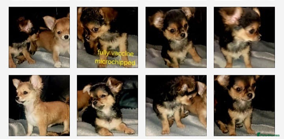Chihuahua dogs for sale: Chihuahua fluff balls  - Image 8