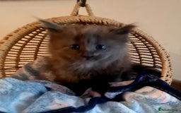 Maine Coon cats for sale: Full Pedigree Mainecoons available  - Image 10