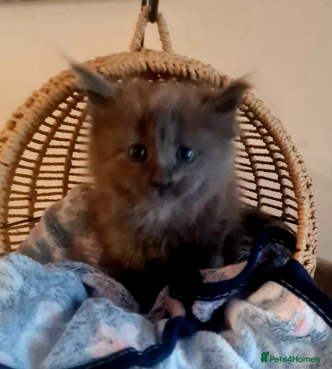 Maine Coon cats for sale: Full Pedigree Mainecoons available  - Image 10