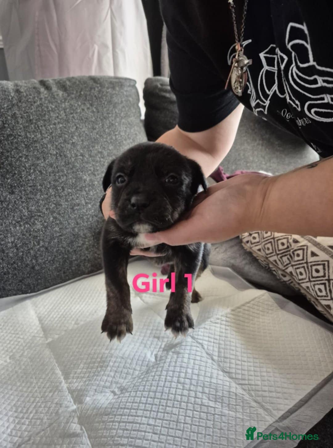 Mixed Breed dogs for sale: Husky X staffy crossed Rottweiler  - Advert 1