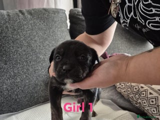 Mixed Breed dogs Husky X staffy crossed Rottweiler - Advert 5